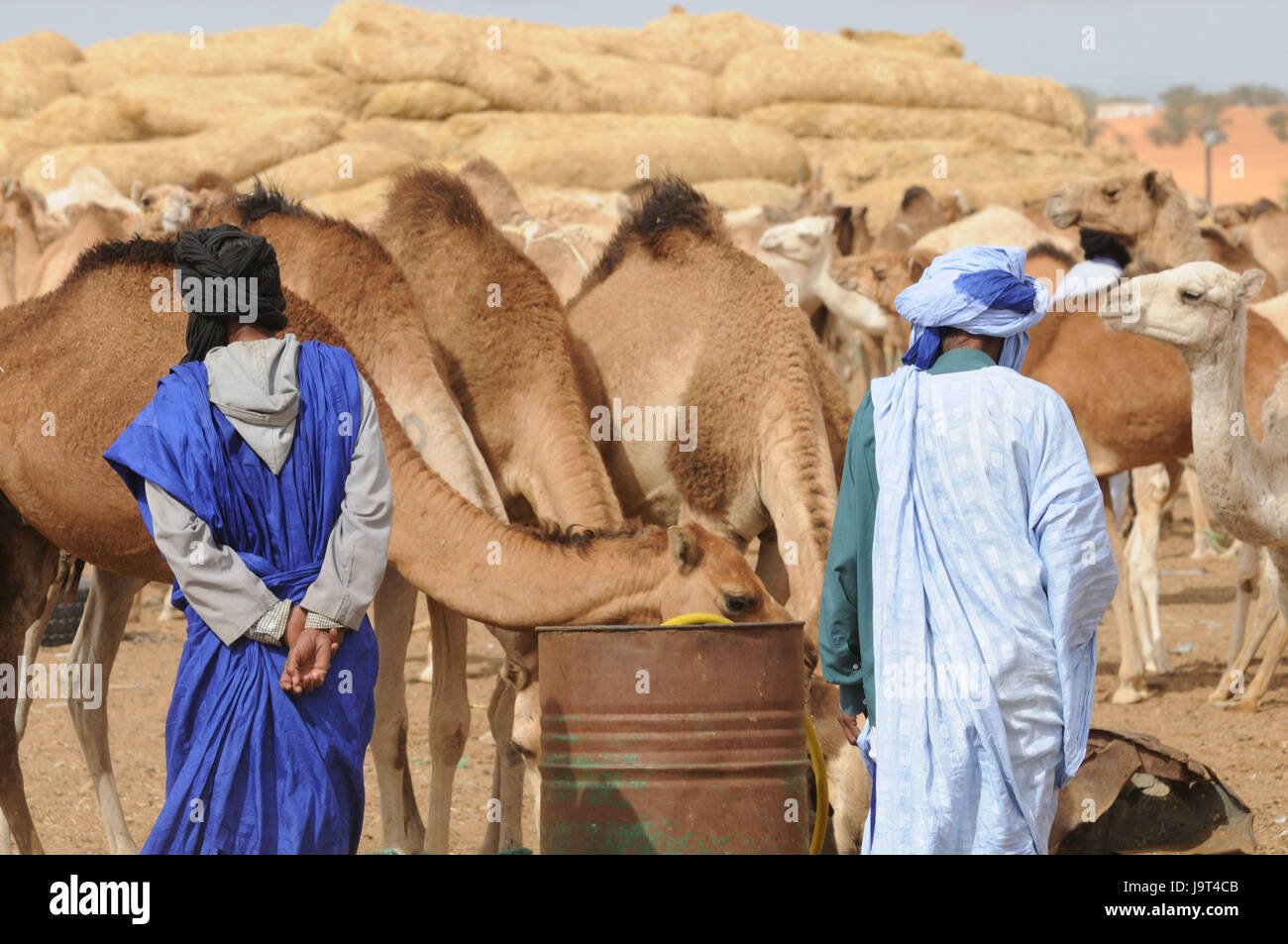 Mauritania,Nouakchott,camel market,bedouin,back view,camels,Africa,West Africa,town,capital,economy,trade,market,camel purchase,discussion,sales,men,people,locals,Darrah,Boubou,turbans,animal trade,traditionally,tonne,barrel, Stock Photo
