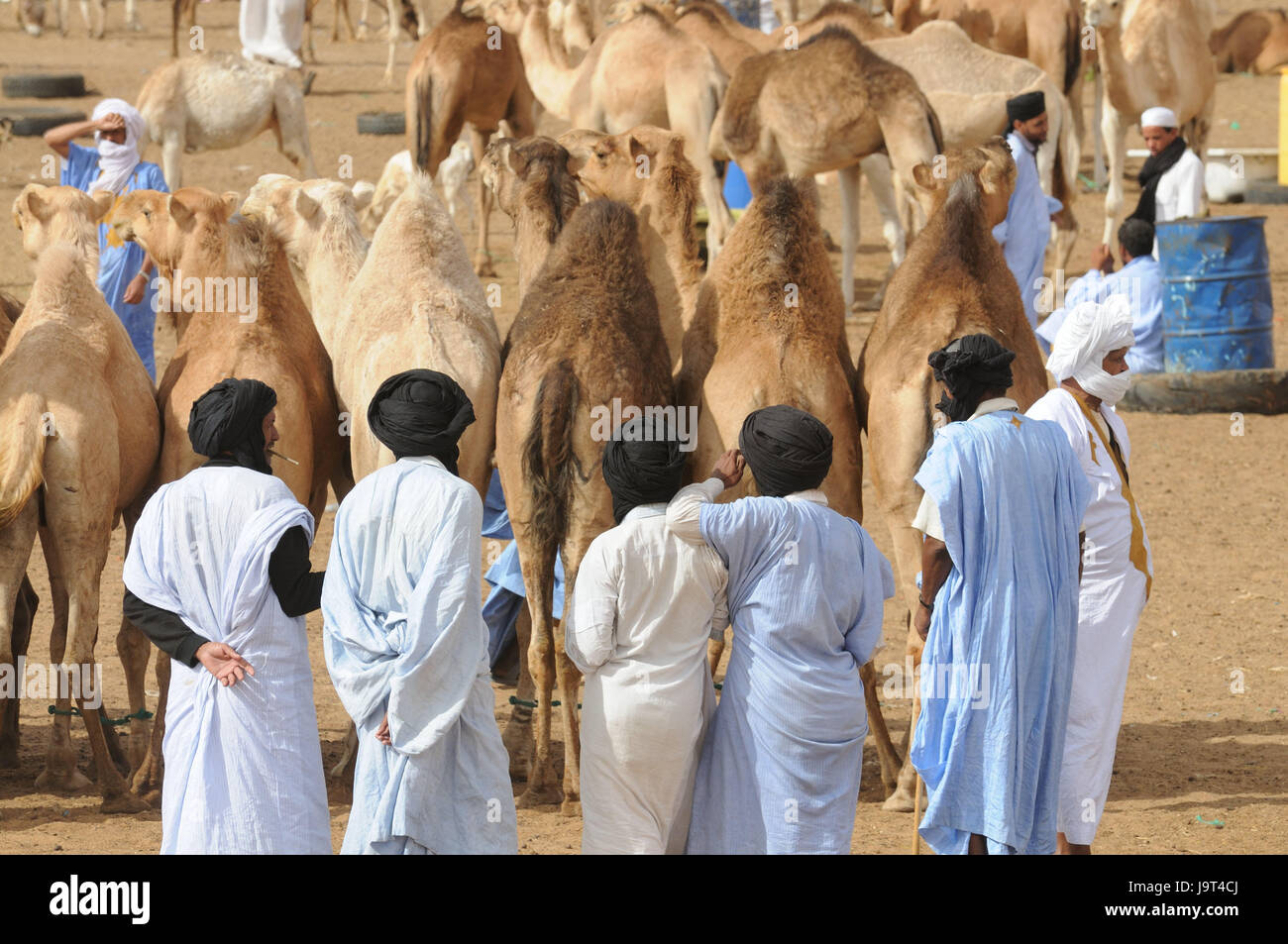 Mauritania,Nouakchott,camel market,bedouin,camels,Africa,West Africa,town,capital,economy,trade,market,camel purchase,discussion,sales,sales talks,men,people,locals,Darrah,Boubou,turbans,conversation,animal trade,traditionally,back view, Stock Photo