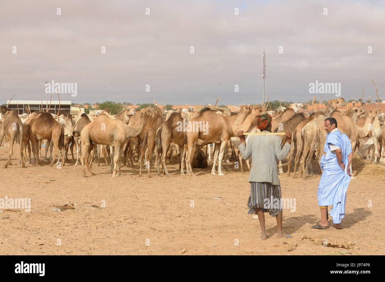 Mauritania,Nouakchott,camel market,bedouin,camels,Africa,West Africa,town,capital,economy,trade,market,camel purchase,discussion,sales,men,people,locals,Darrah,Boubou,turbans,conversation,animal trade,traditionally, Stock Photo