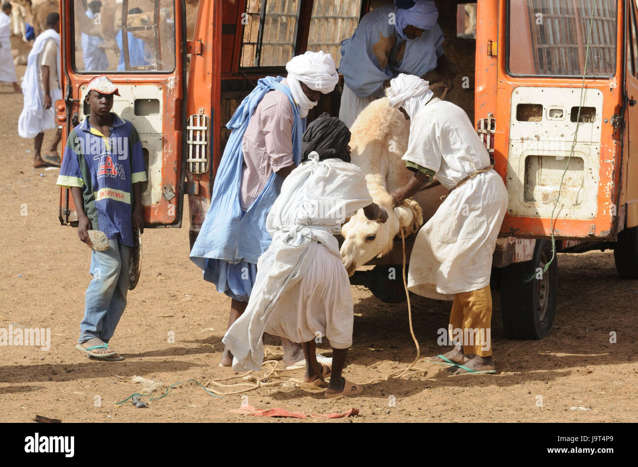 Mauritania,Nouakchott,camel market,bedouin,camels,load,truck,Africa,West Africa,town,capital,economy,trade,market,camel purchase,sales,men,people,locals,Darrah,Boubou,turbans,animal trade,traditionally,project, Stock Photo