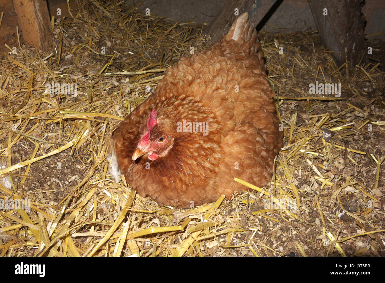 Broody hybrid hen sitting on eggs. UK Stock Photo Alamy