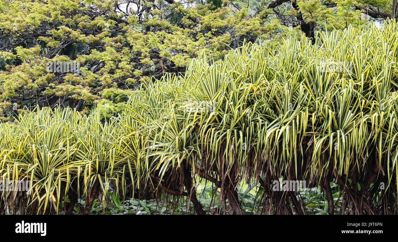 Variegated Screw Pine (Pandanus Stock Photo Alamy