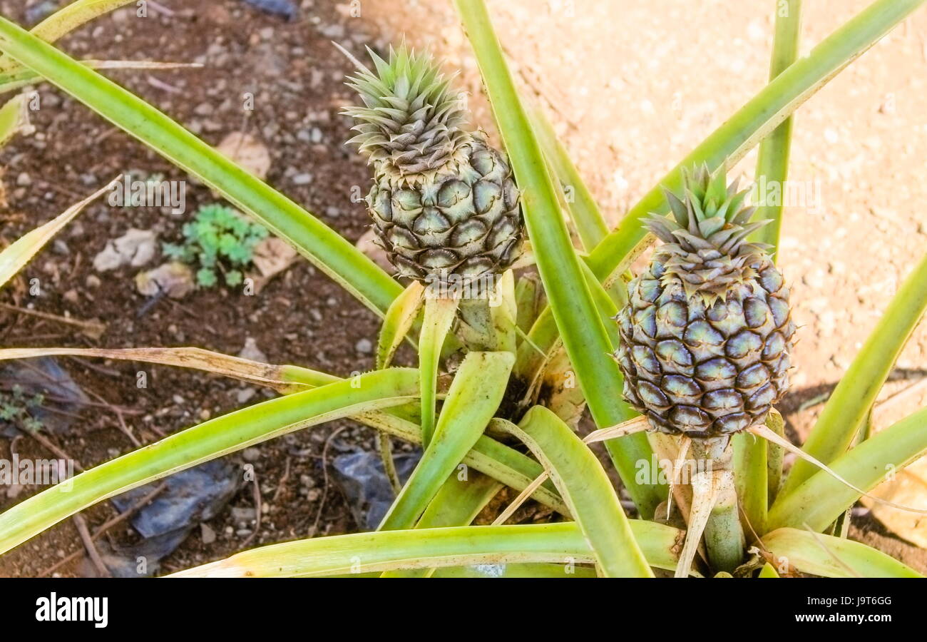 Young Pineapple growing in Hawaii Stock Photo Alamy
