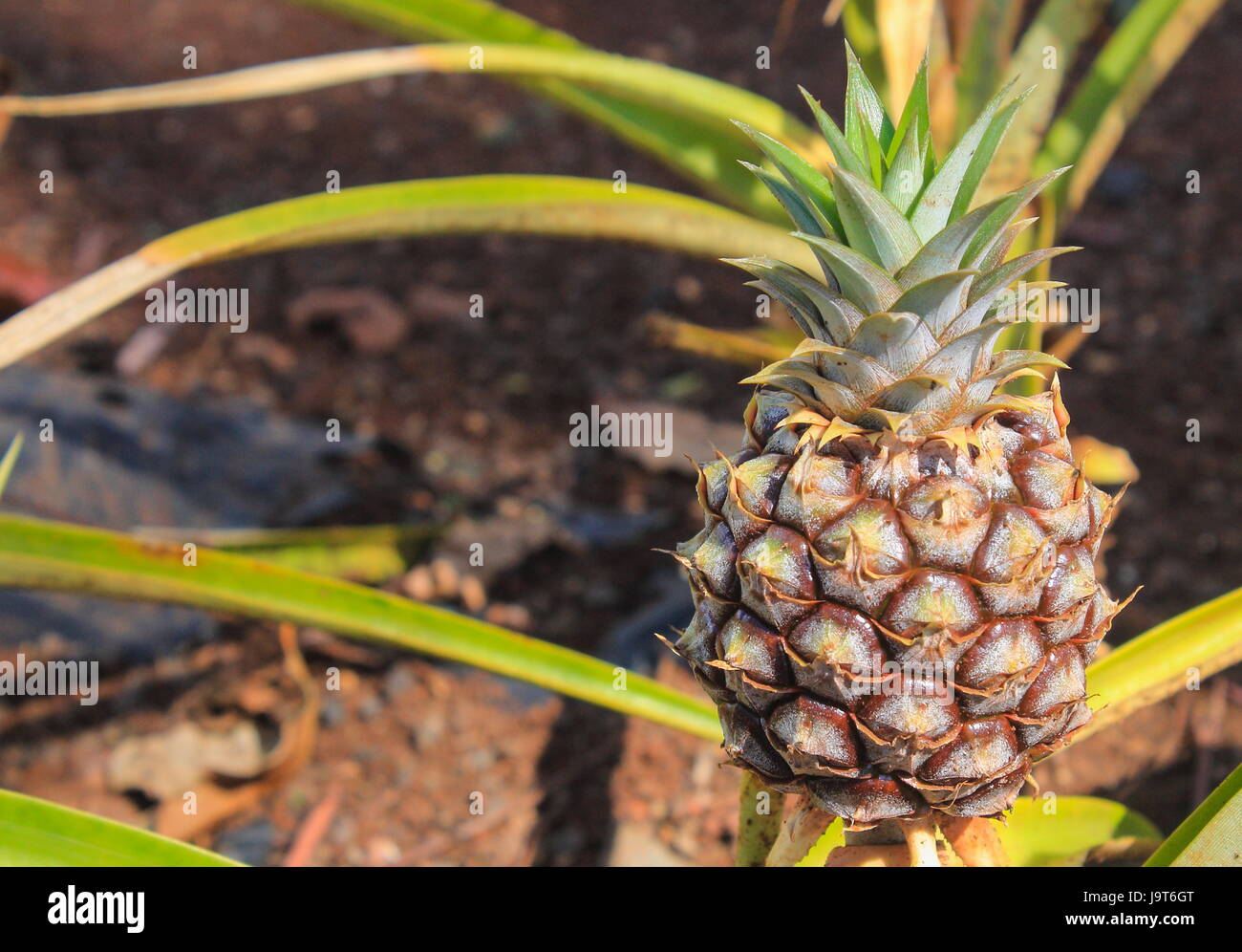 Hawaiian pineapple plantation hi-res stock photography and images - Alamy