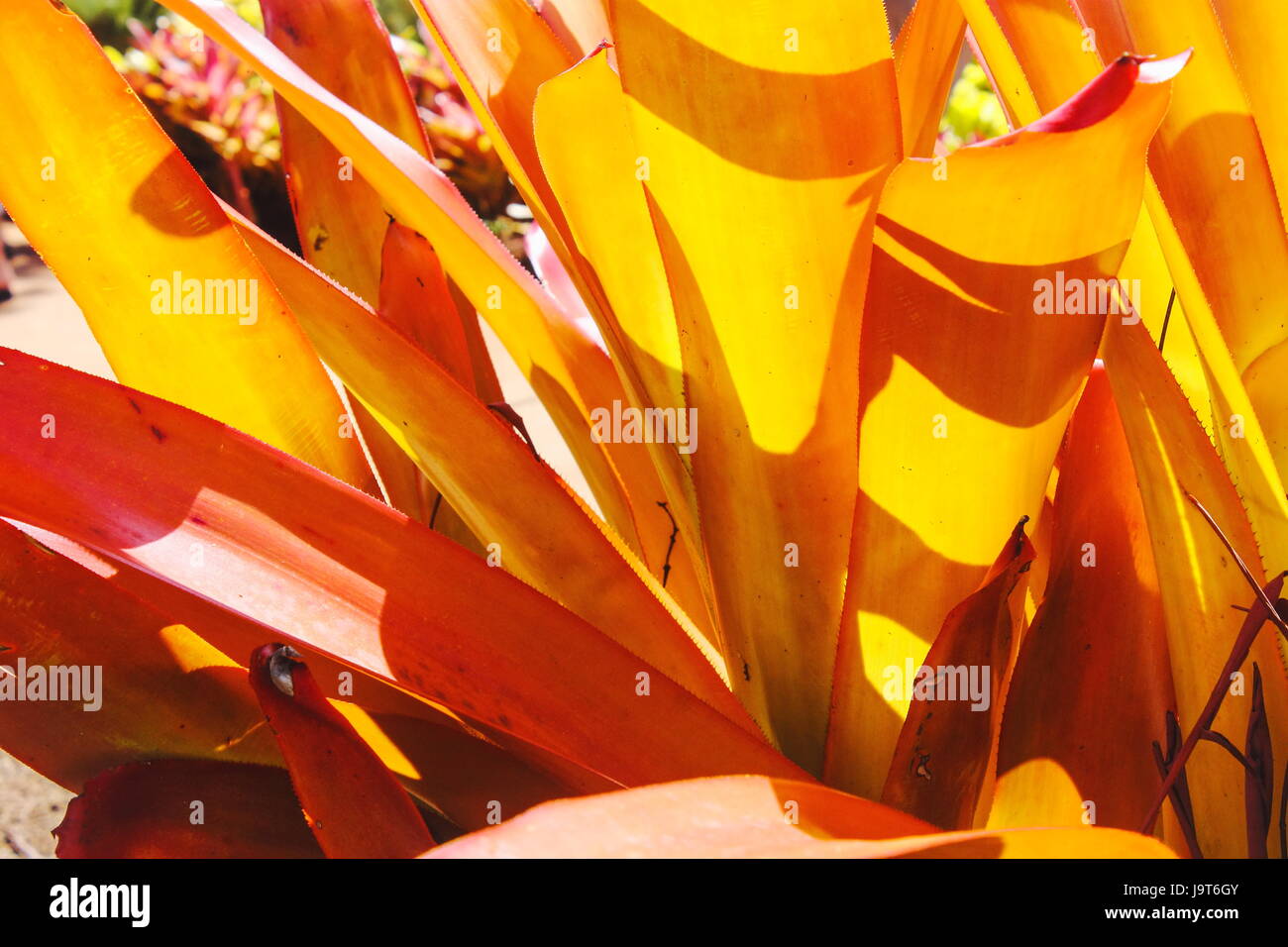 Orange Bromeliad (Aechmea blanchetiana) Stock Photo