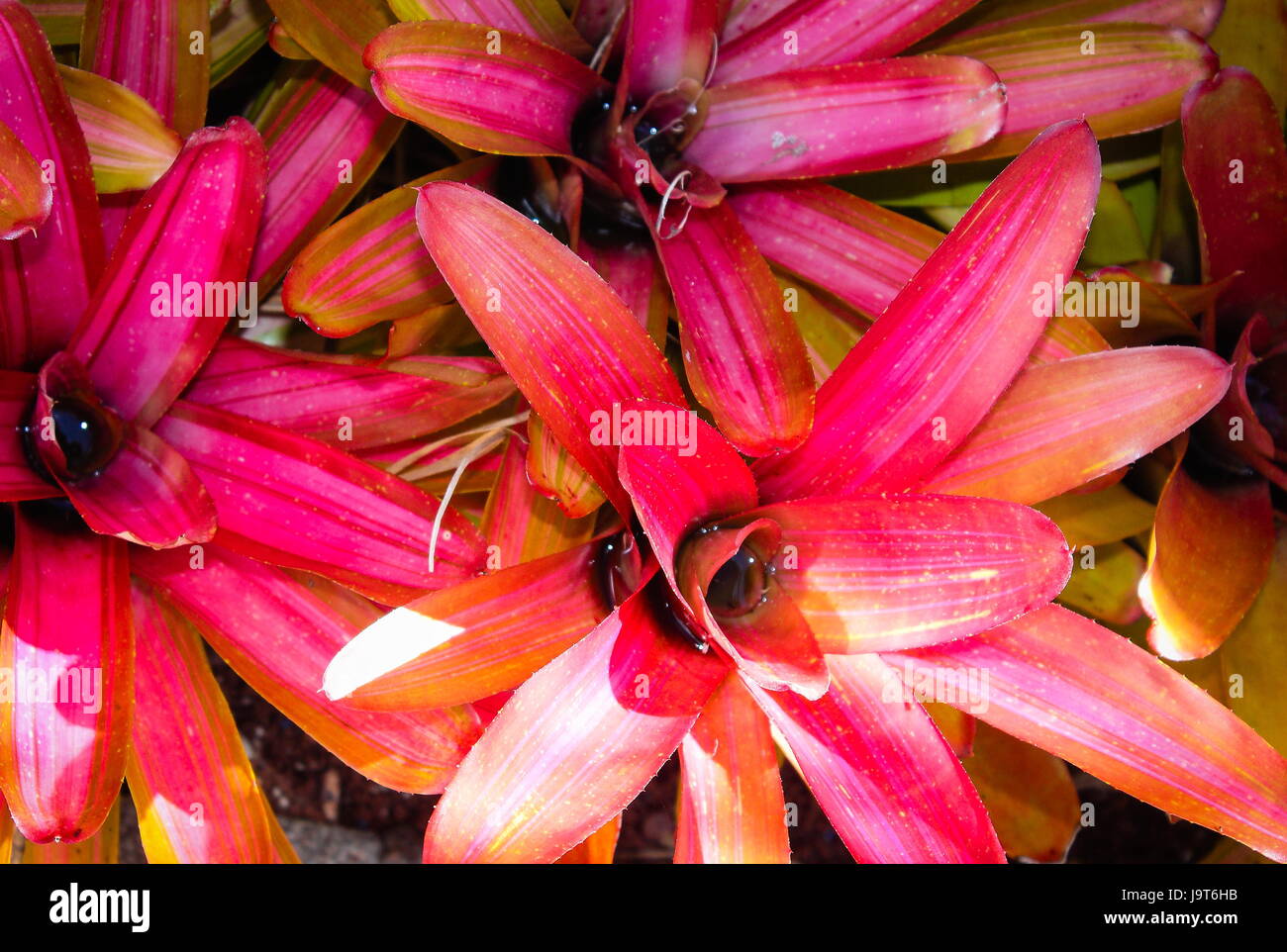 Red Bromeliads Stock Photo