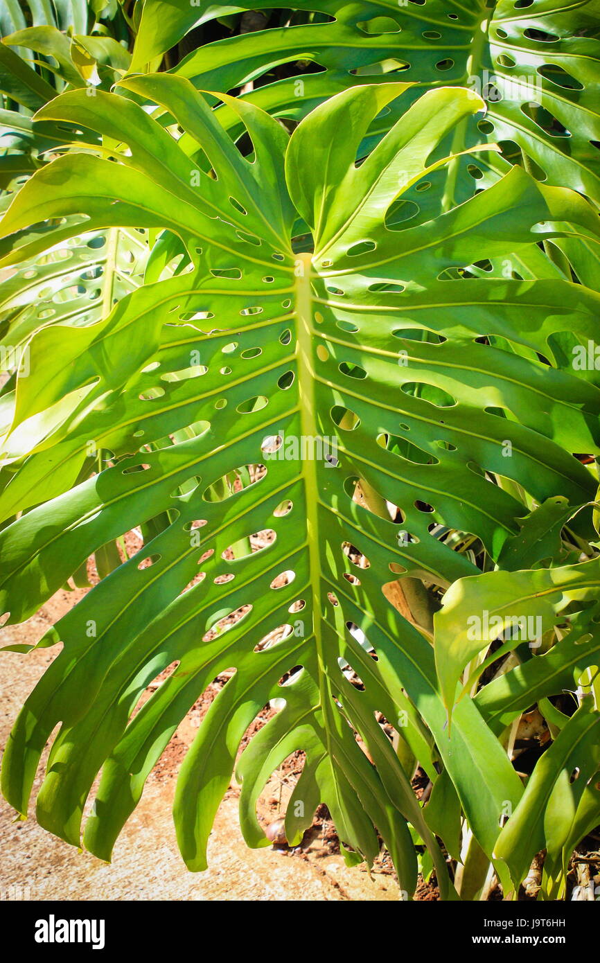 Monstera deliciosa fruit hires stock photography and images Alamy