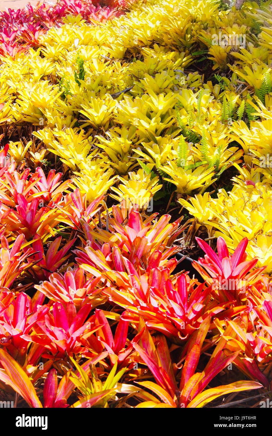 Red and Yellow Bromeliads Stock Photo