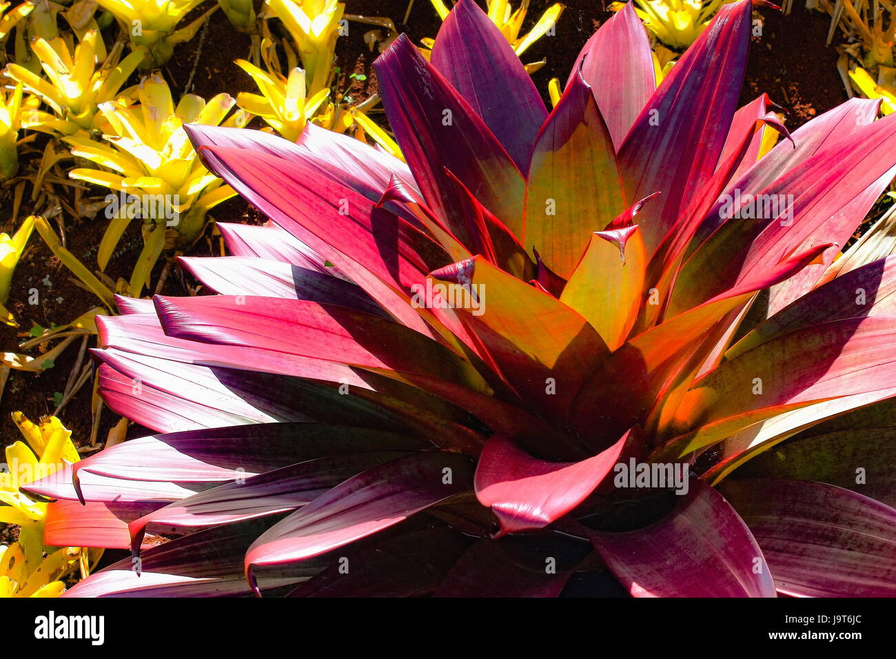 Bromeliad (Neoregelia) Stock Photo