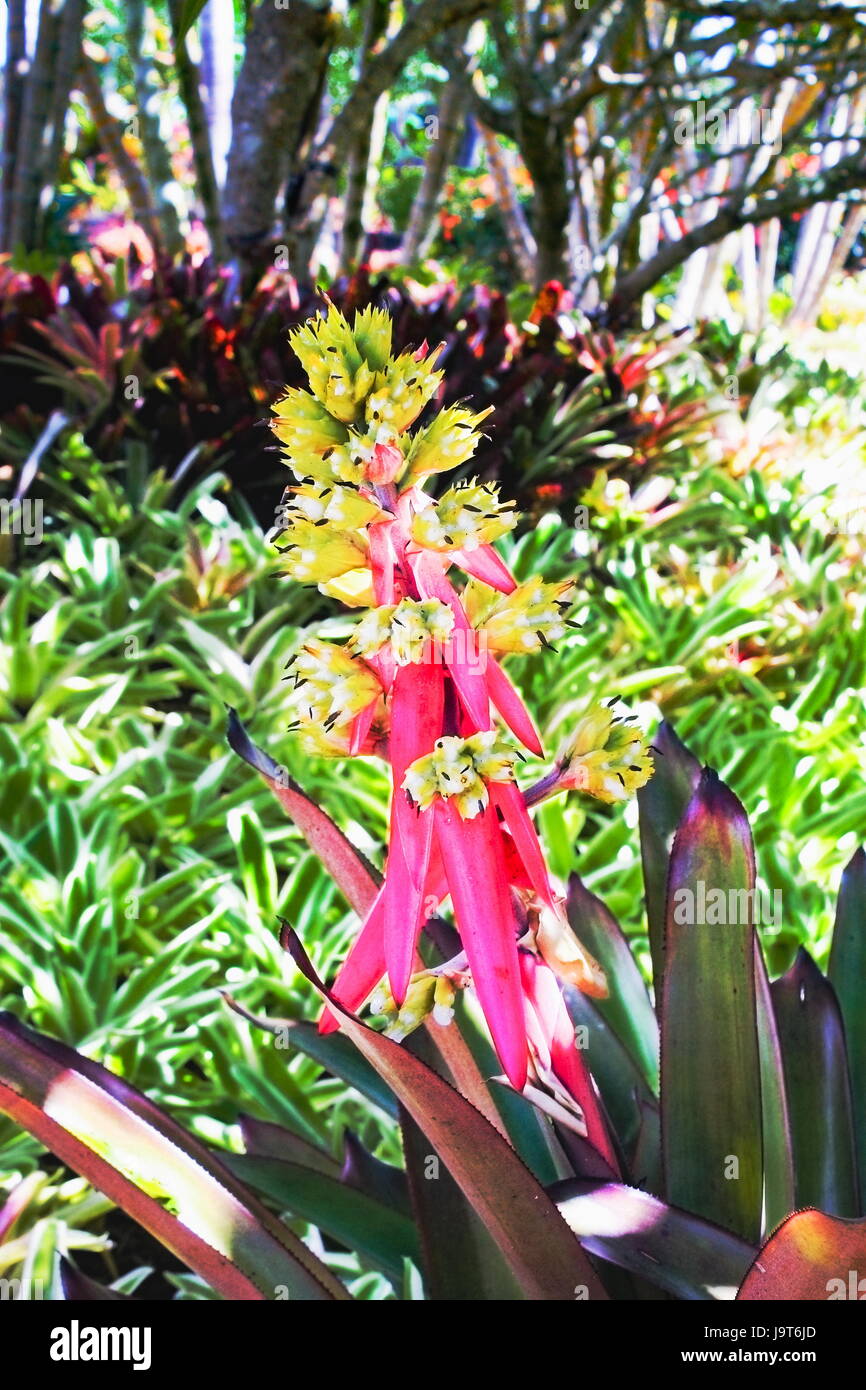 Pink and Yellow Bromeliad Flowers Stock Photo