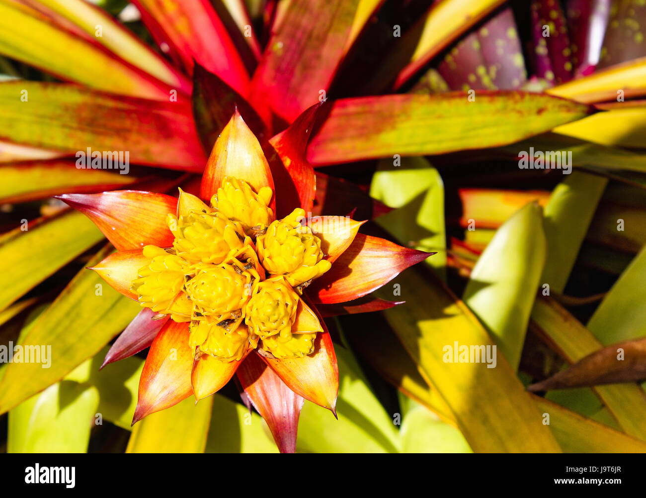 Bromeliad in Flower Stock Photo