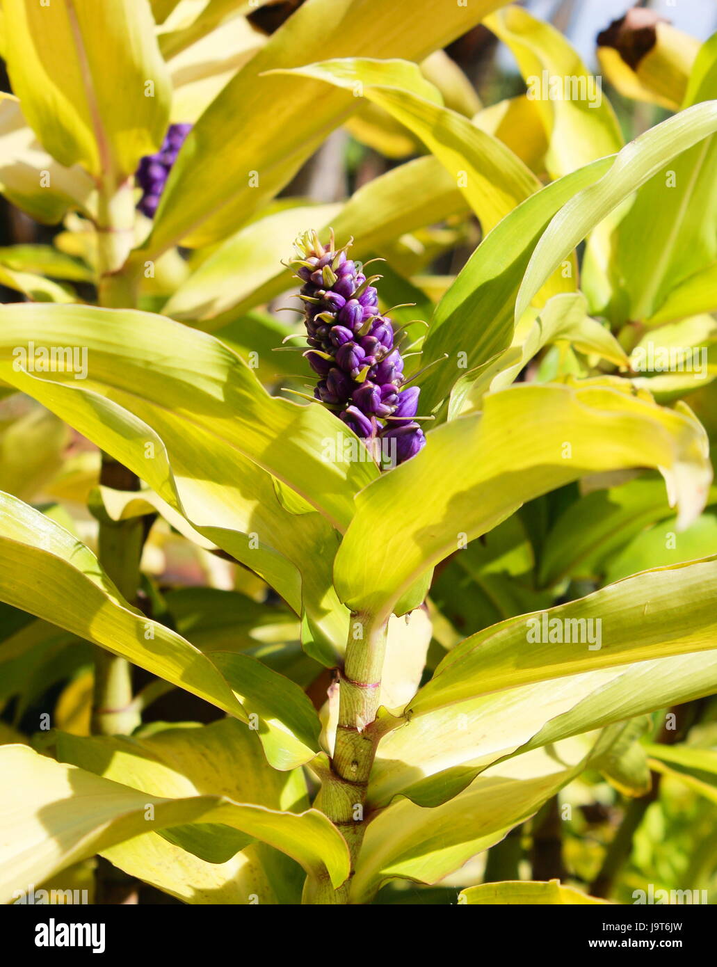 Blue Ginger (Dichorisandra thyrsiflora) Stock Photo