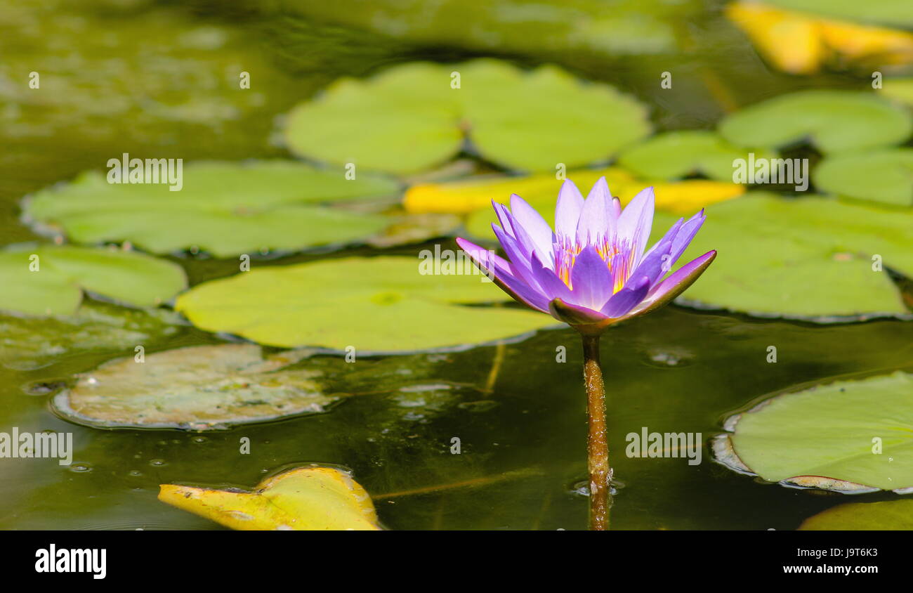 Blue Lotus Water Lily (Nymphaea nouchali Stock Photo Alamy