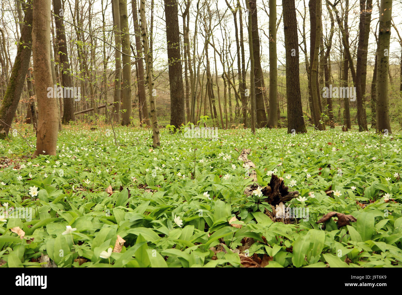 Spring, Hainich National Park, Germany Stock Photo