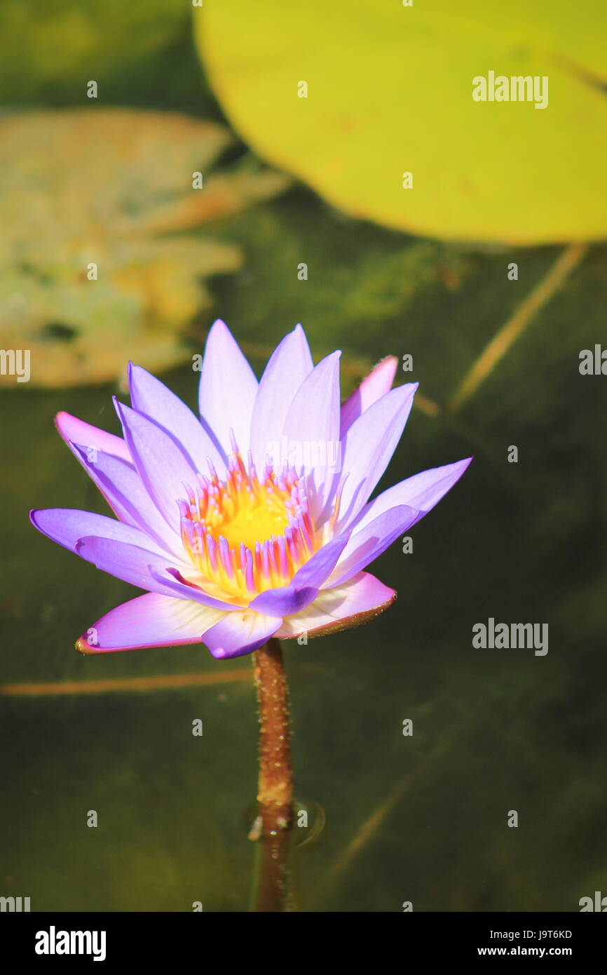 Blue Lotus Water Lily (Nymphaea nouchali Stock Photo Alamy