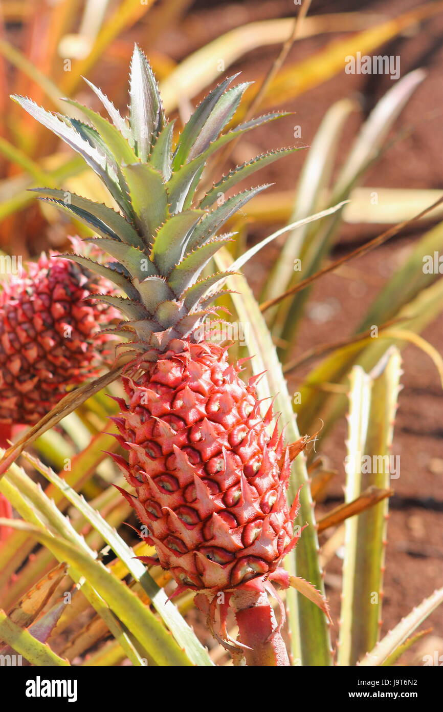 Young Pineapple (Ananas comosus) Growing in Hawaii Stock Photo Alamy