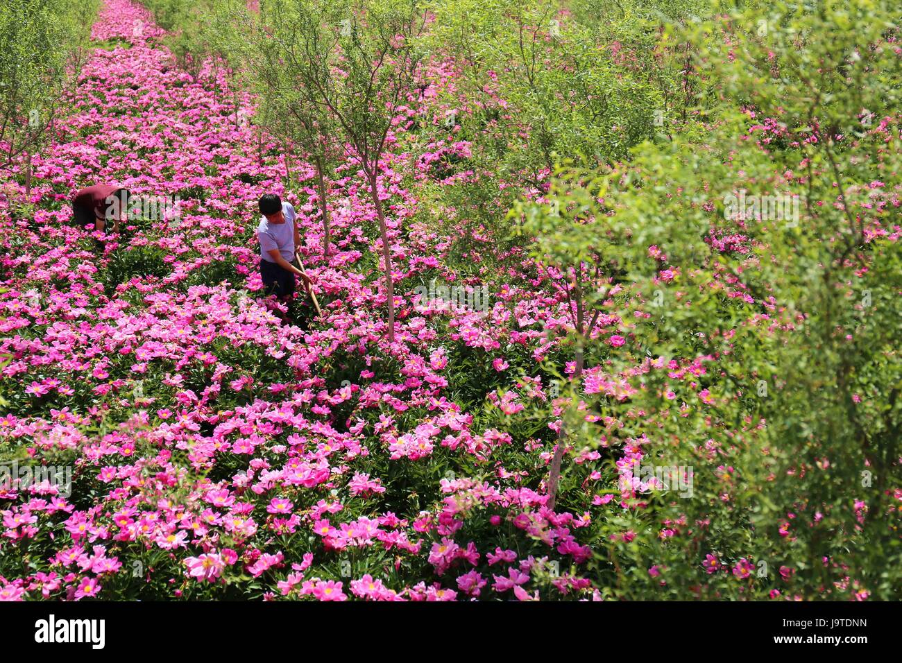 Chengde, China's Hebei Province. 3rd June, 2017. Farmers weed in the field of Chinese herbaceous peony in Sangou Village in Chengde County, north China's Hebei Province, June 3, 2017. Some villagers here have thrown off poverty by planting Chinese herbaceous peony planted for medical use. Credit: Liu Huanyu/Xinhua/Alamy Live News Stock Photo