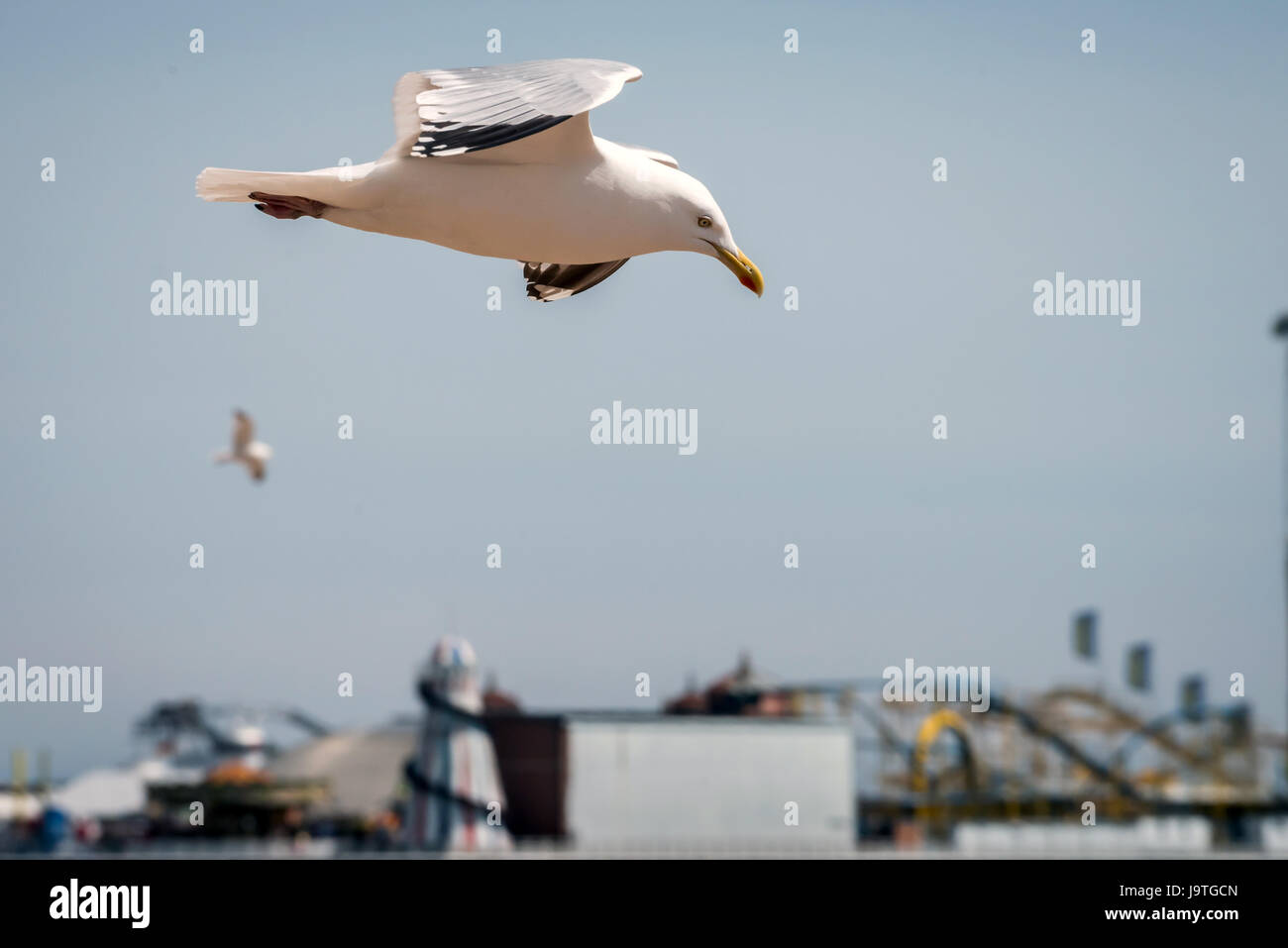 Brighton, UK. 3rd June, 2017. Seagulls enjoying the changeable conditions on Brighton beach this afternoon Credit: Andrew Hasson/Alamy Live News Stock Photo
