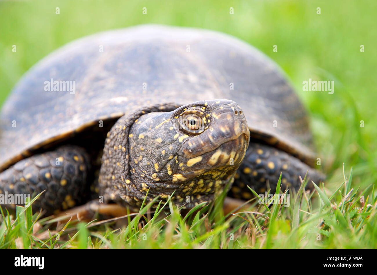 animal, wild, swamp, reptiles, turtle, prehistoric, nature, tortoise ...