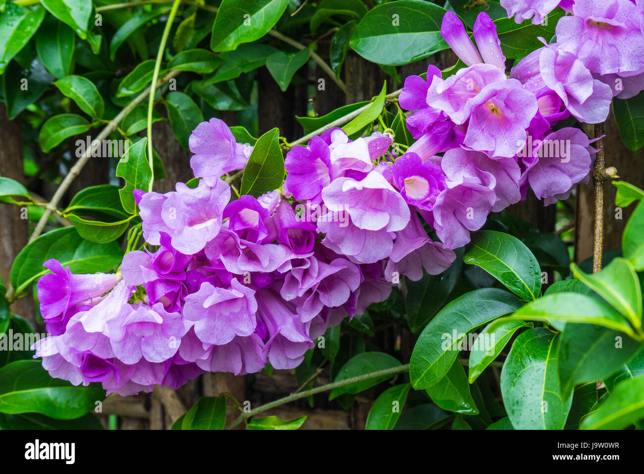 Garlic Vine flower on bamboo fence of rural house in Thailand Stock Photo