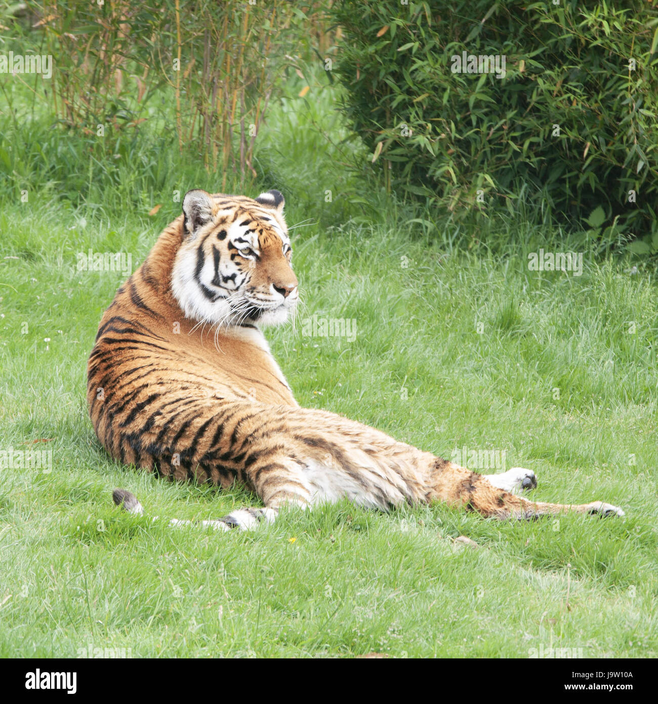 Tiger Lie animal, wild, cat, big cat, feline predator, tiger, lie, lying, lies ...