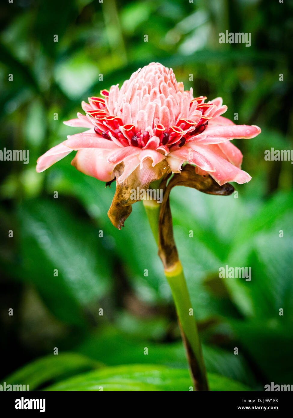 Pink Torch Ginger Flower in Singapore Botanical Gardens. Etlingera