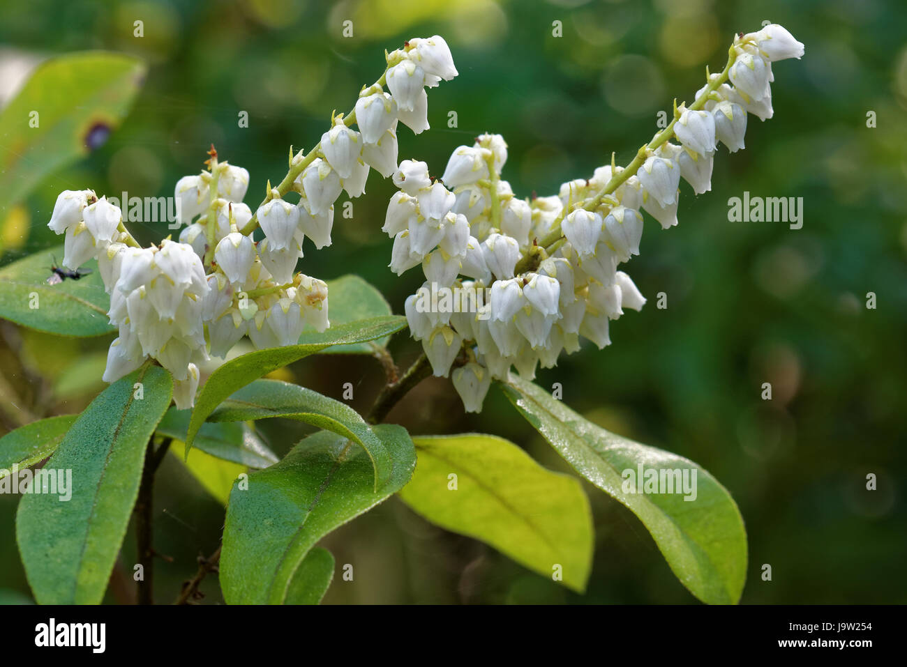 Pieris floribunda flowers. Stock Photo