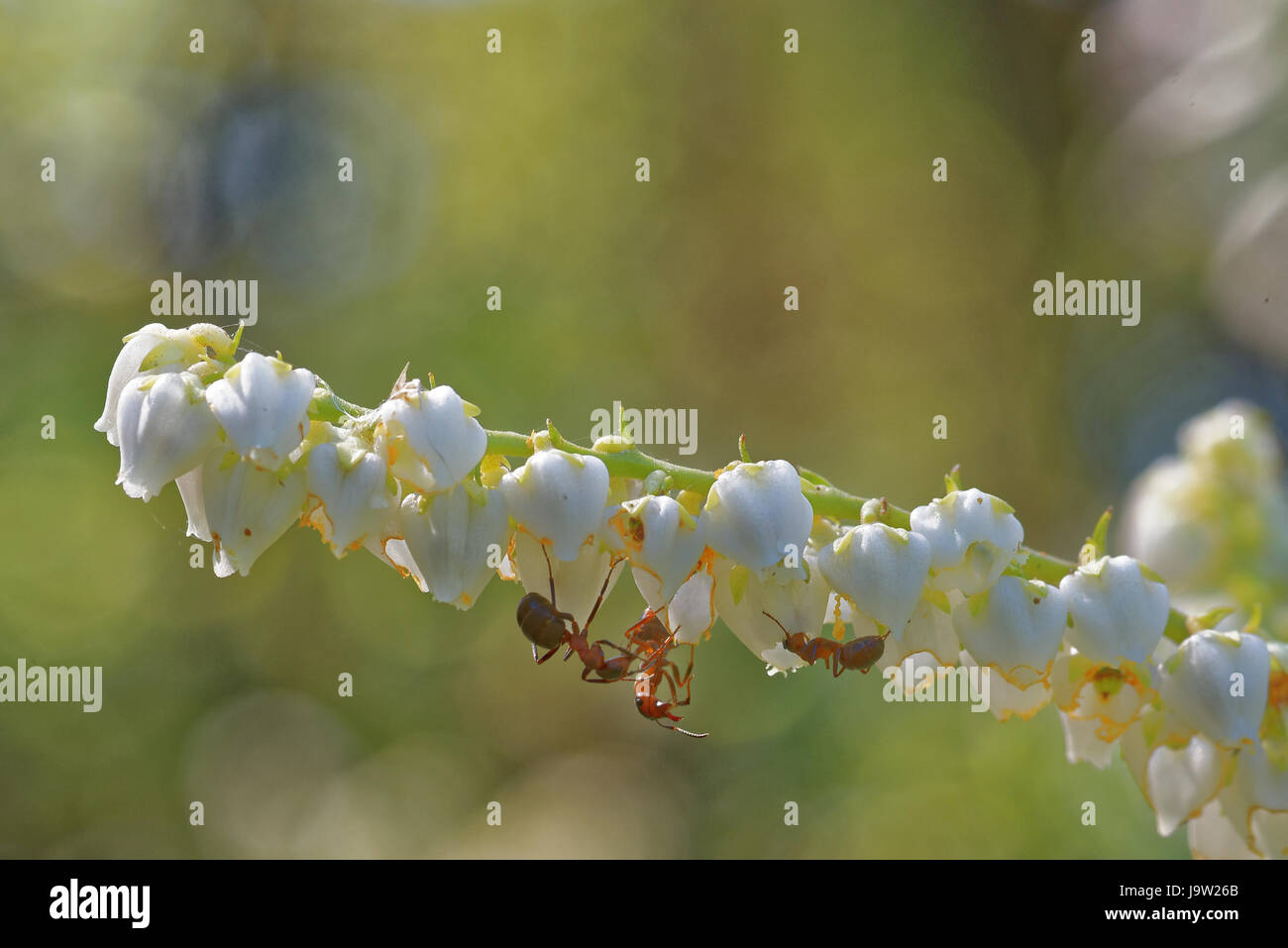 Ants feeding on  fetterbush flowers. Stock Photo