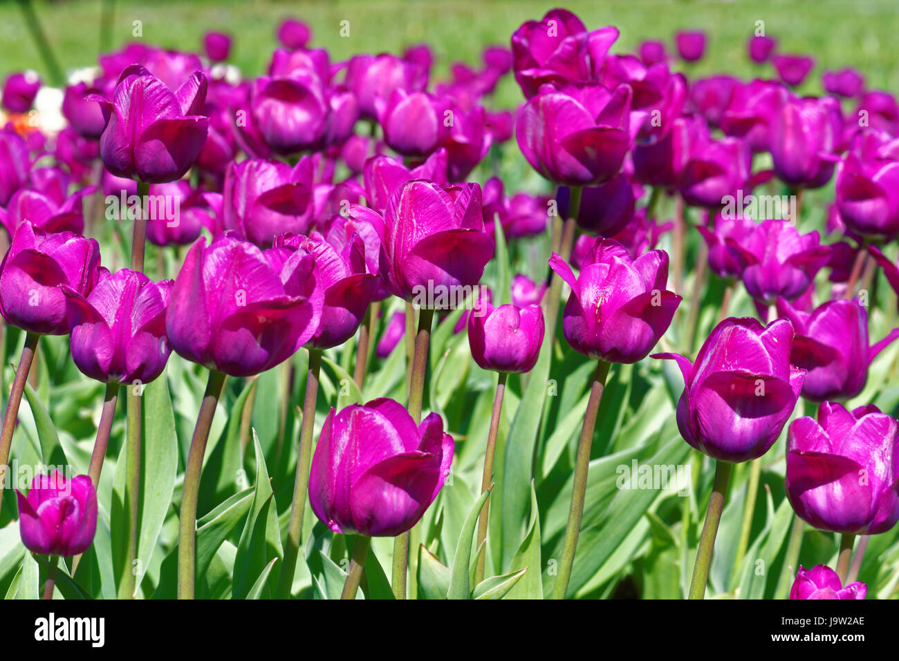Tulipa 'Negrita' (Triumph tulip) Stock Photo
