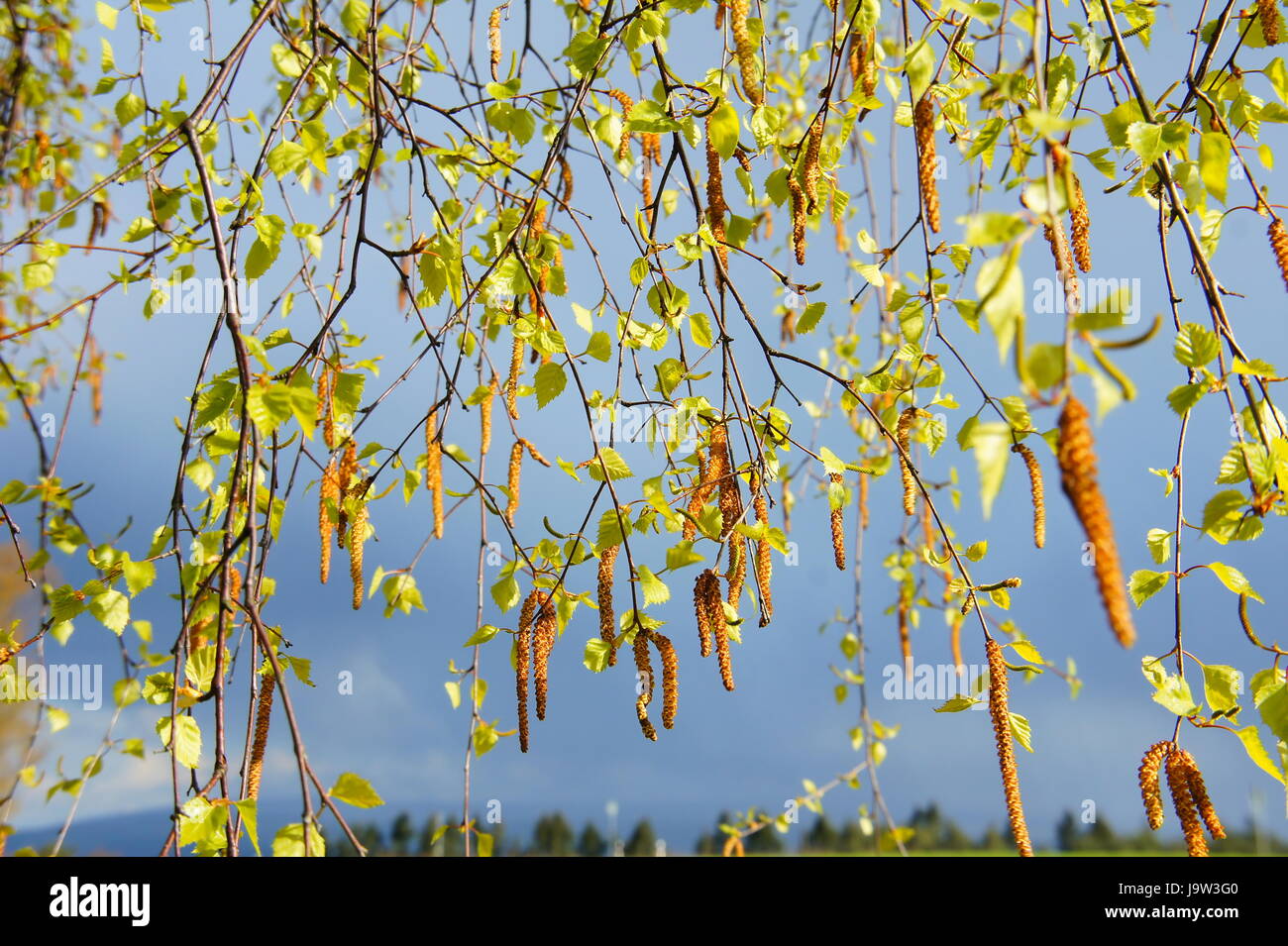 pollen, birch, allergy, leaf, tree, trees, birches, spring, branch, pollen, Stock Photo