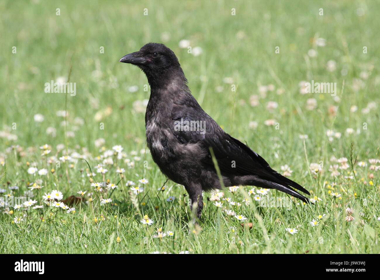 Rabenvogel 6 Buchstaben