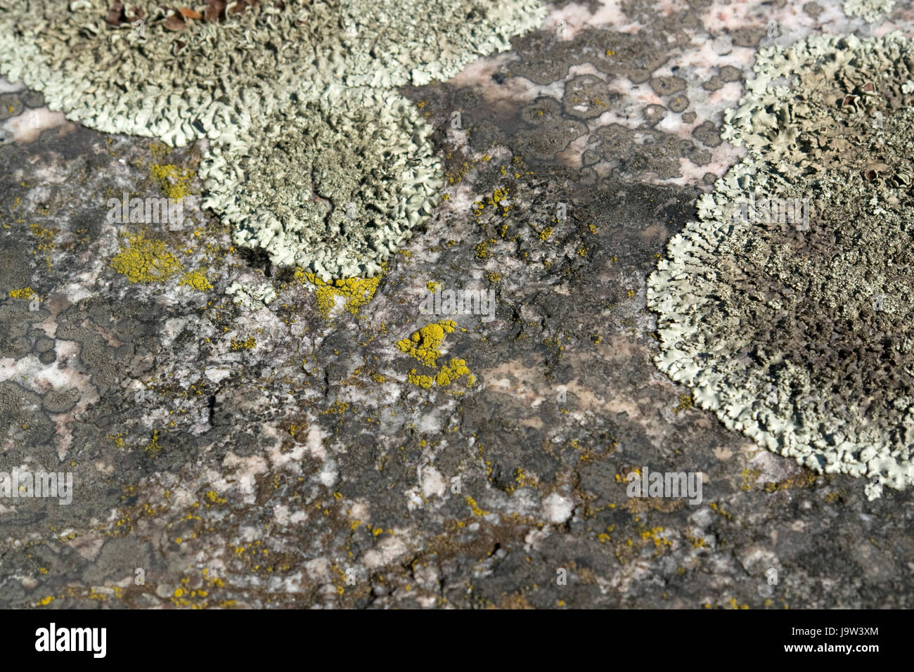 macro, close-up, macro admission, close up view, stone, algae, mushroom, Stock Photo