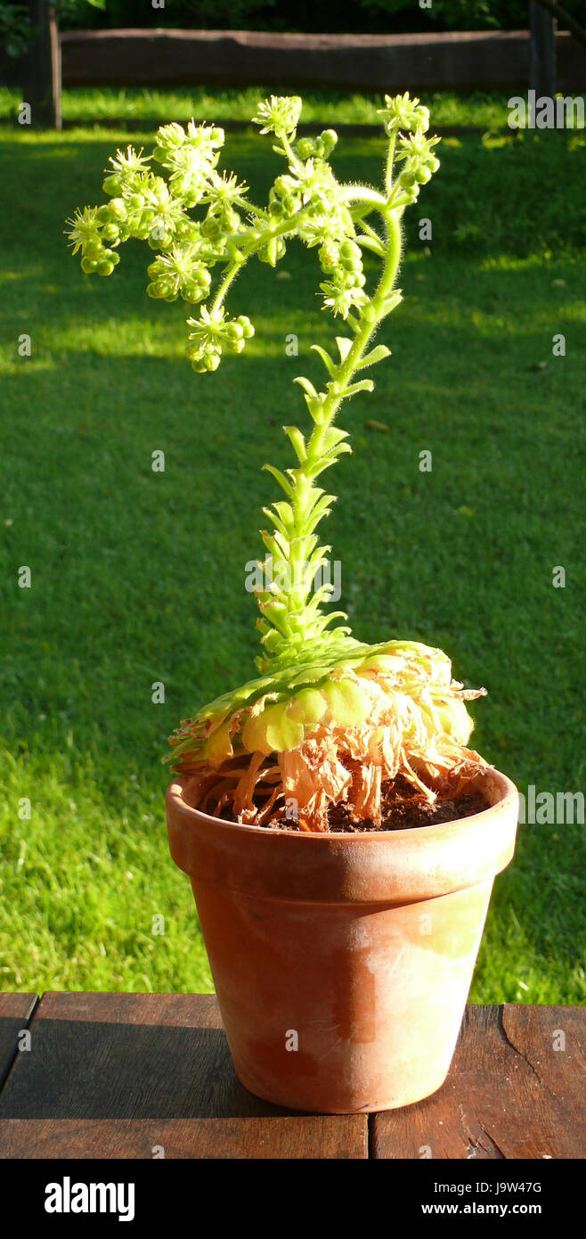 succulent crassula plant (aeonium tabuliforme) Stock Photo