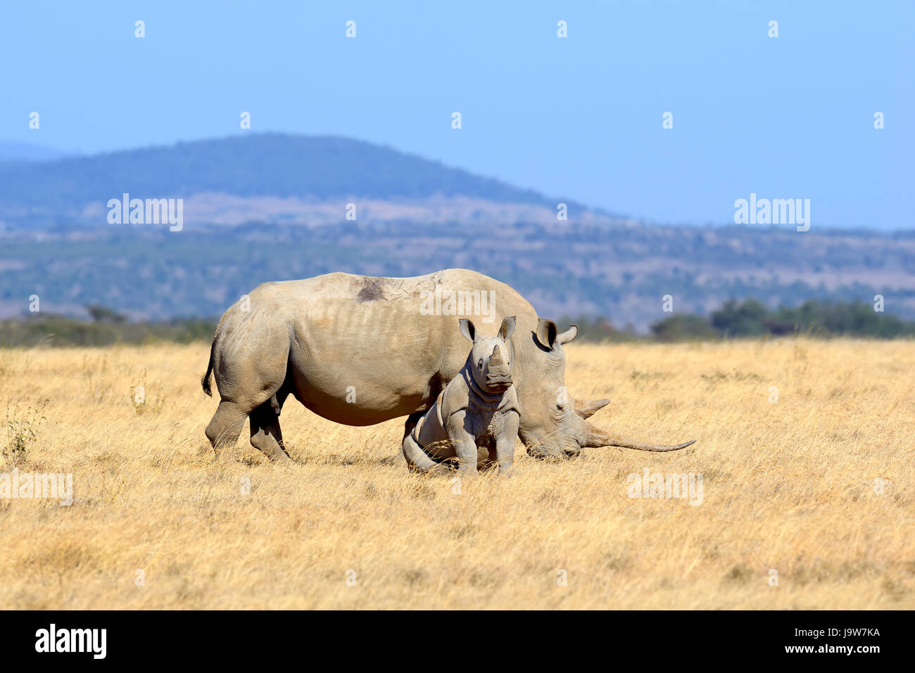 African white rhino, National park of Kenya Stock Photo