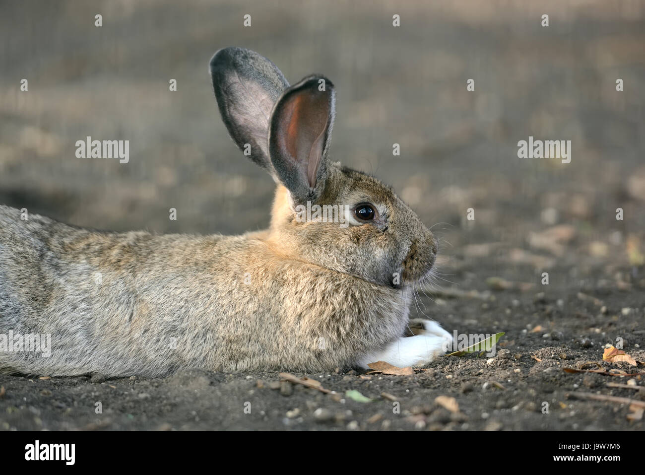 Close big gray rabbit Stock Photo - Alamy