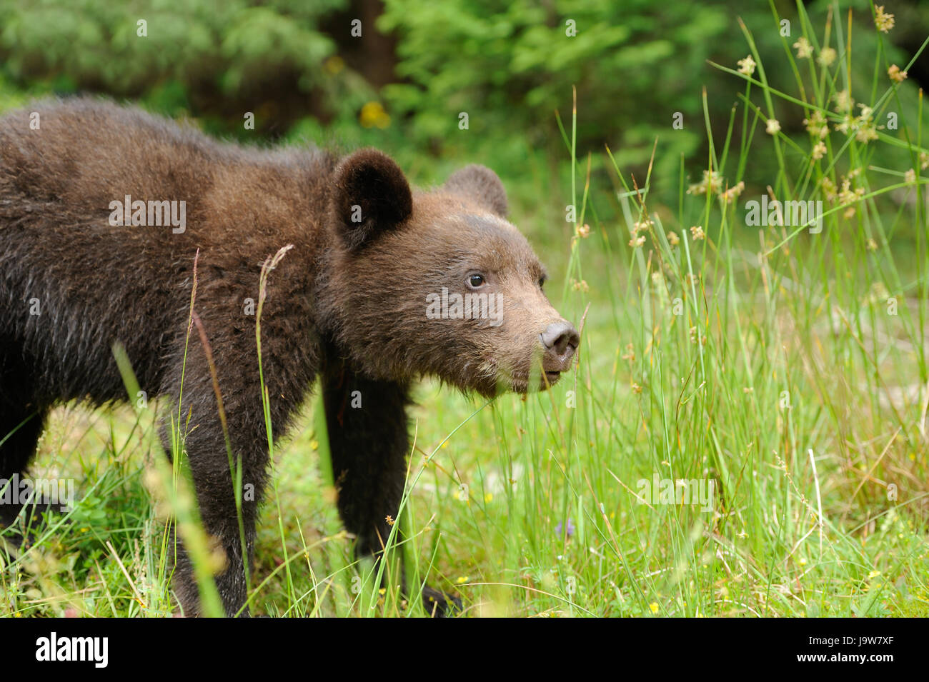 Brown bear cub in a forest Stock Photo - Alamy