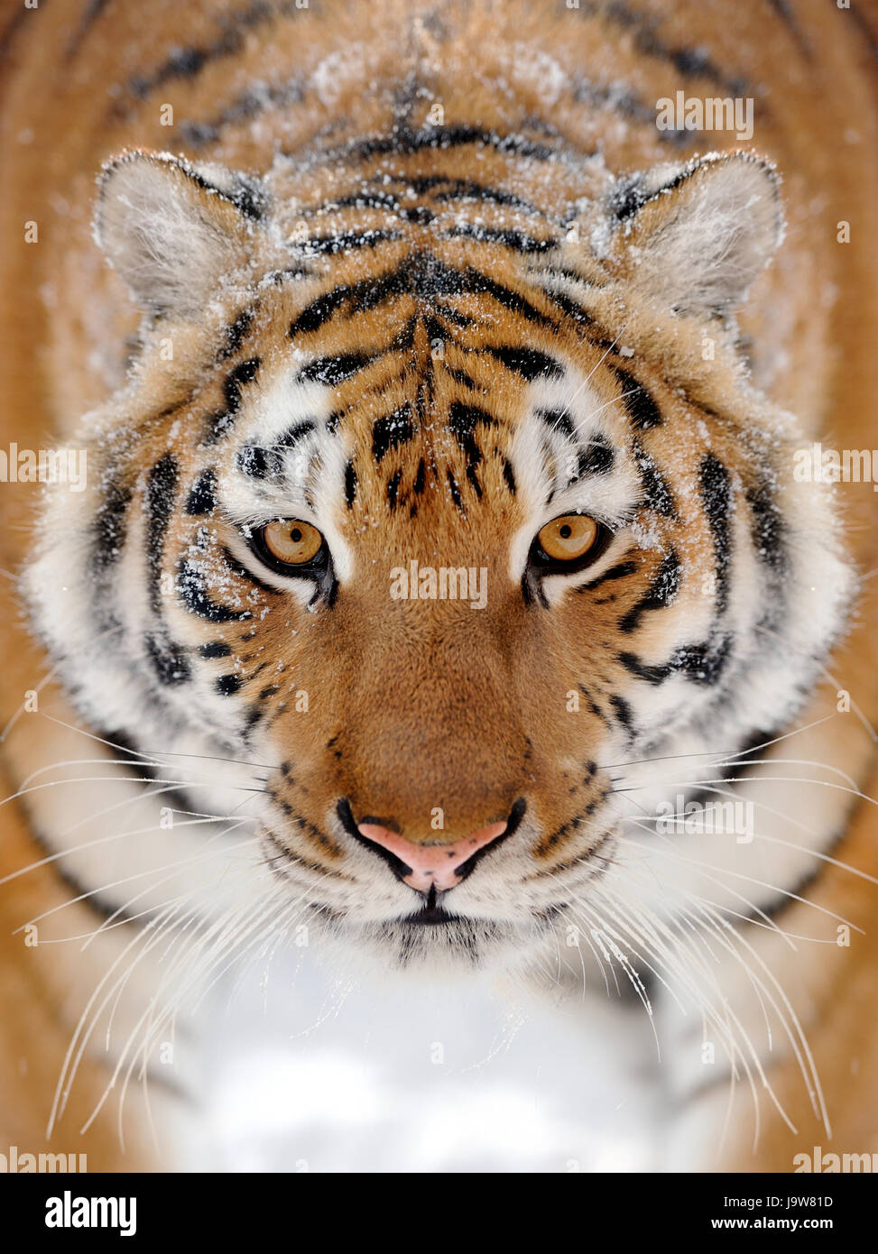 Beautiful wild siberian tiger on snow Stock Photo