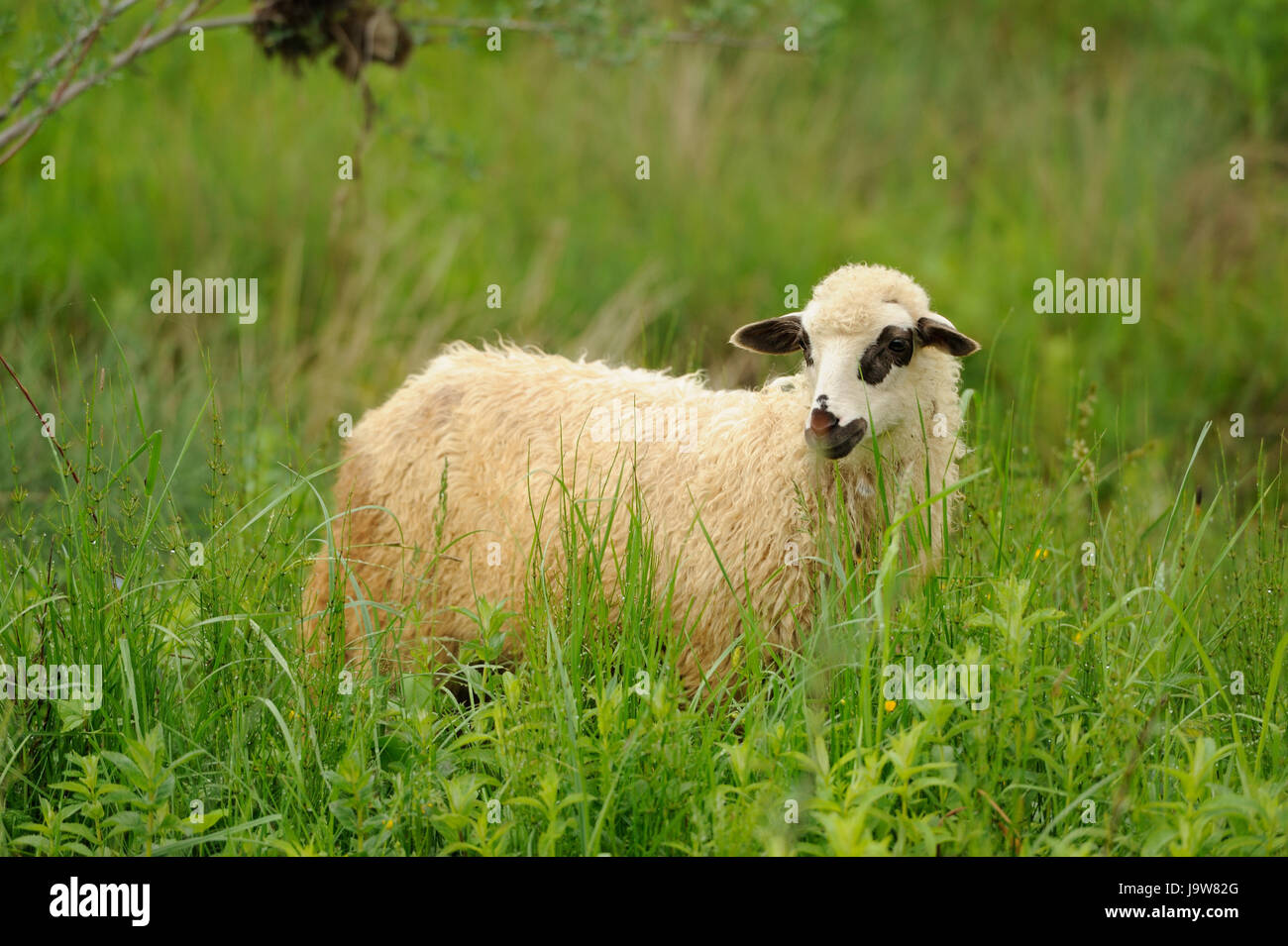White sheep in grass on a farm Stock Photo - Alamy