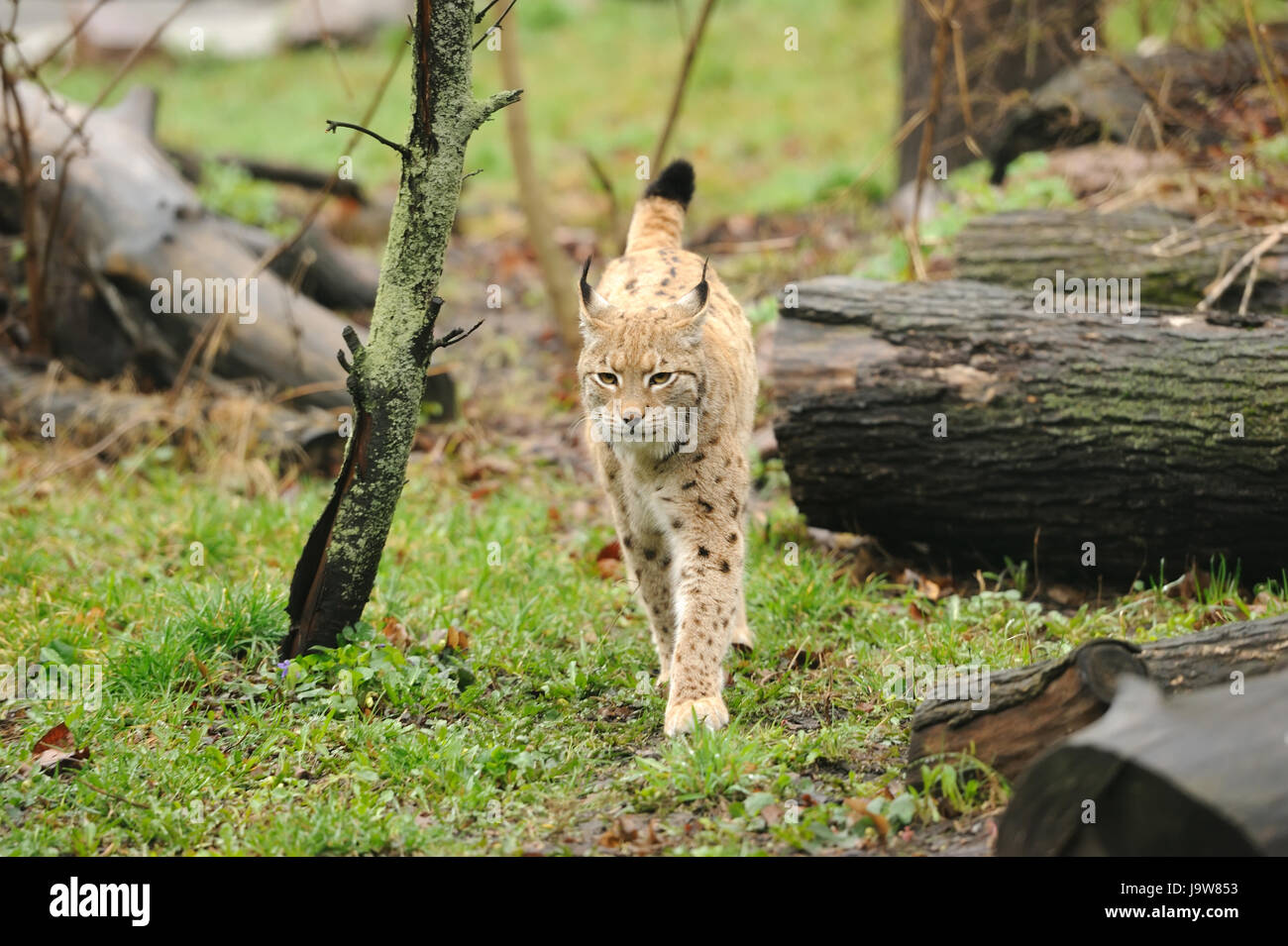 Lynx on grass watchful hi-res stock photography and images - Alamy