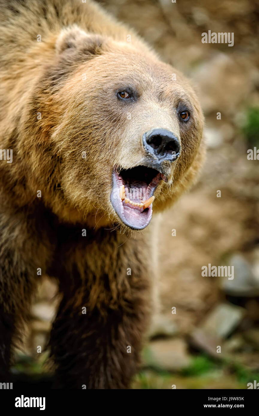 Brown bear (Ursus arctos) portrait in forest Stock Photo