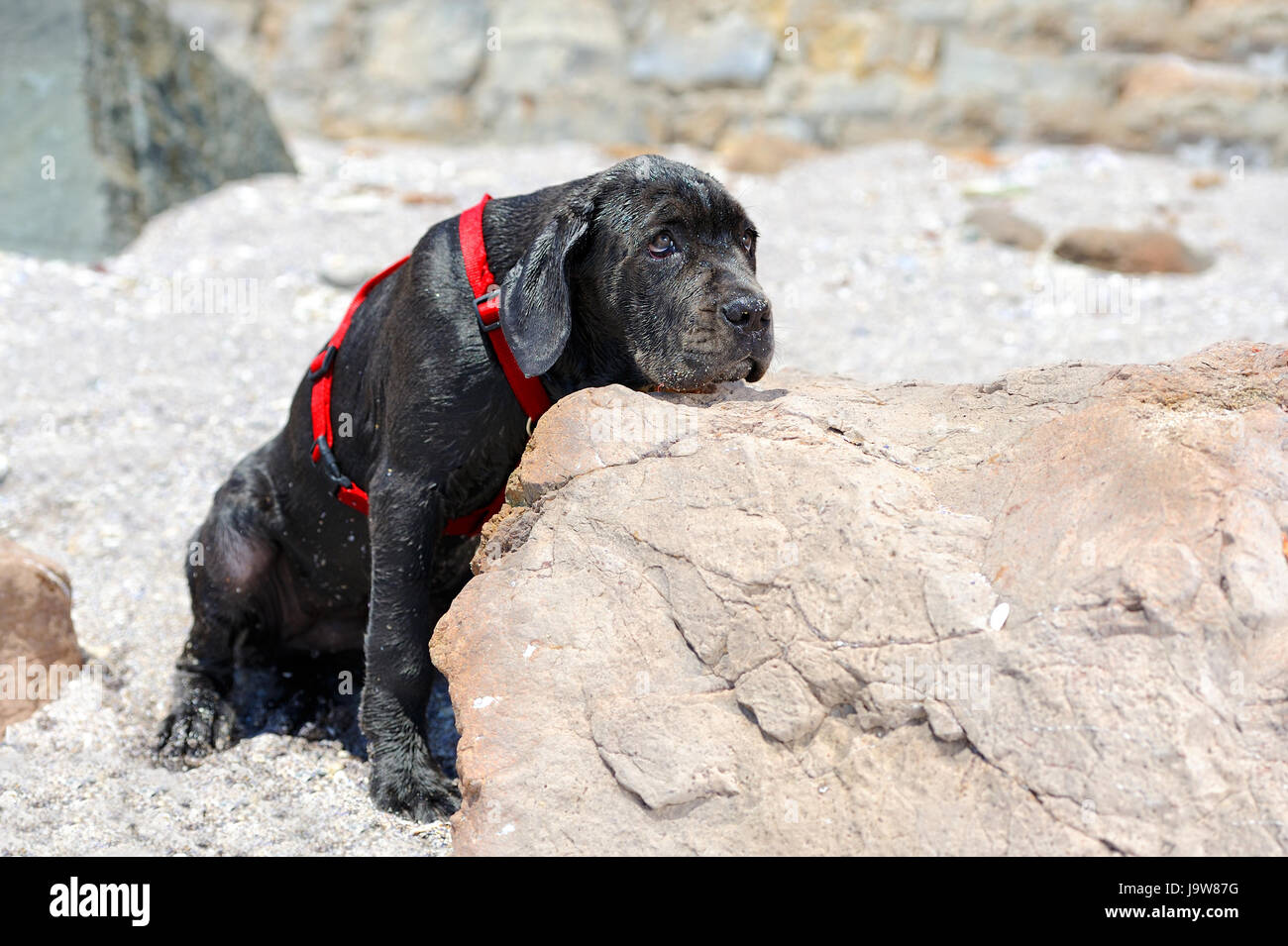 Sad young black dog put his head on a stone Stock Photo Alamy