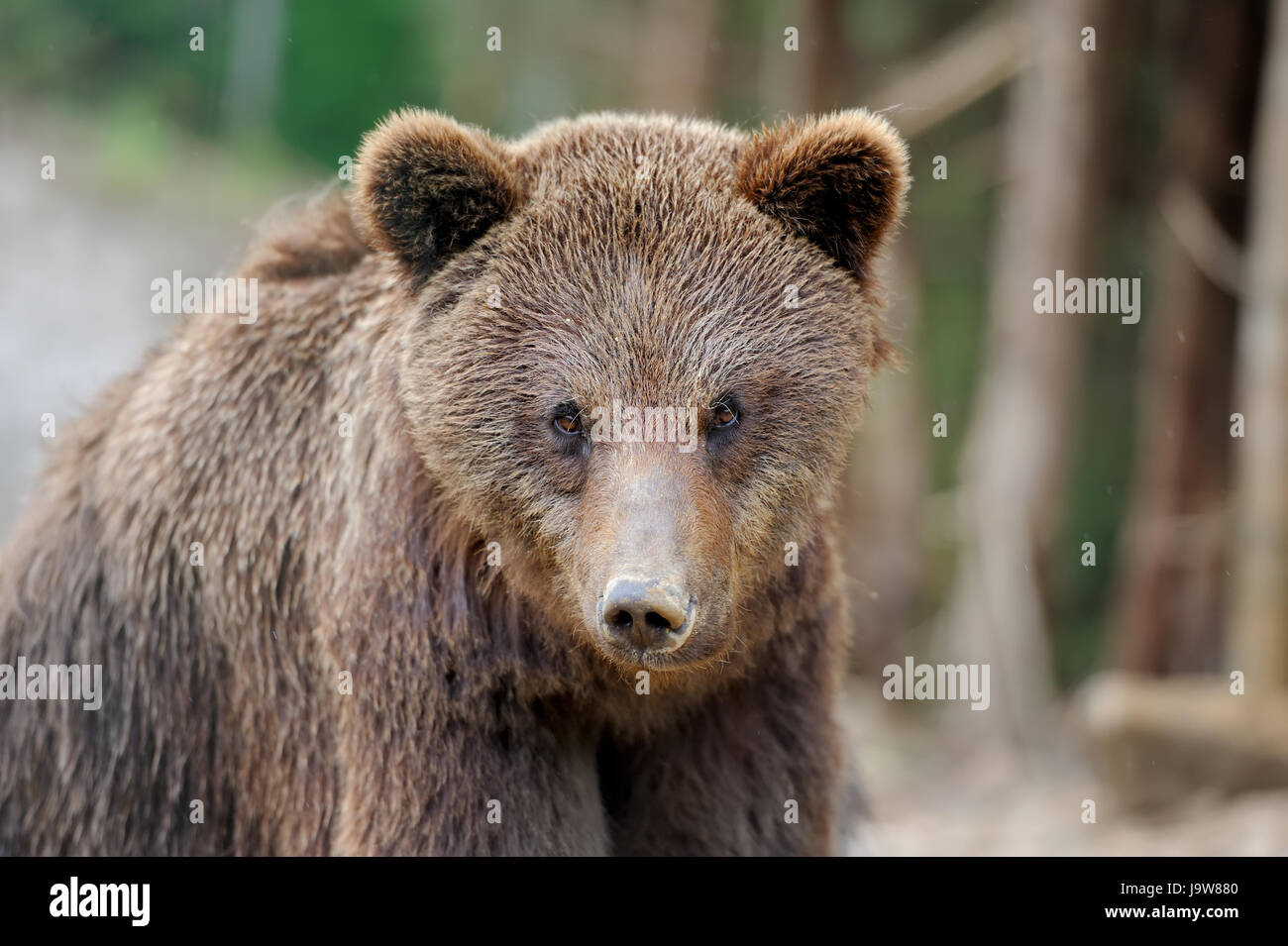 Brown bear in forest after rain Stock Photo