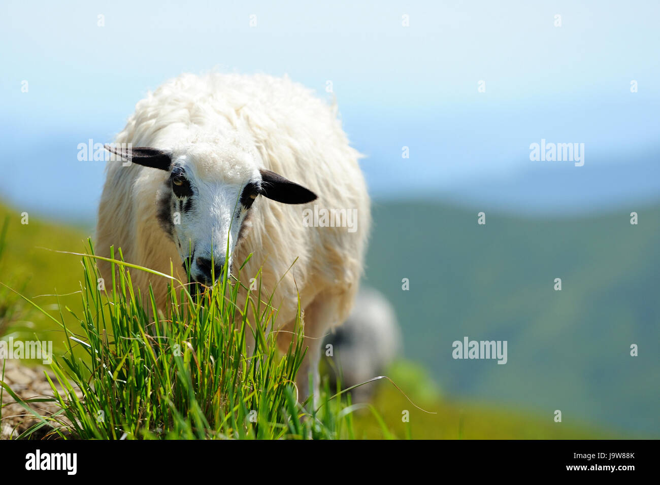 Flock of sheep in a mountain valley Stock Photo - Alamy