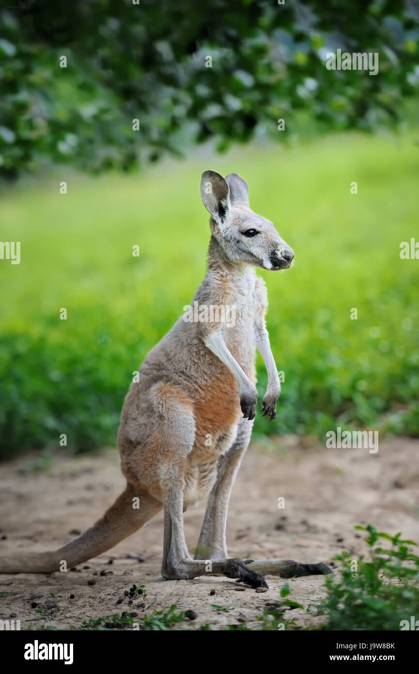 Baby australian western grey kangaroo Stock Photo Alamy