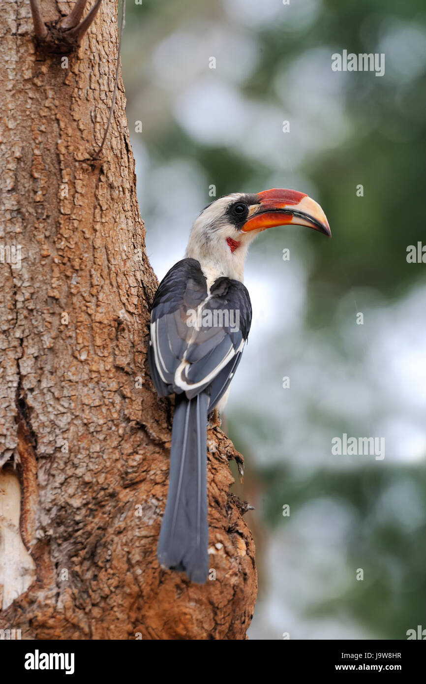African red billed Hornbill perched in a tree Stock Photo