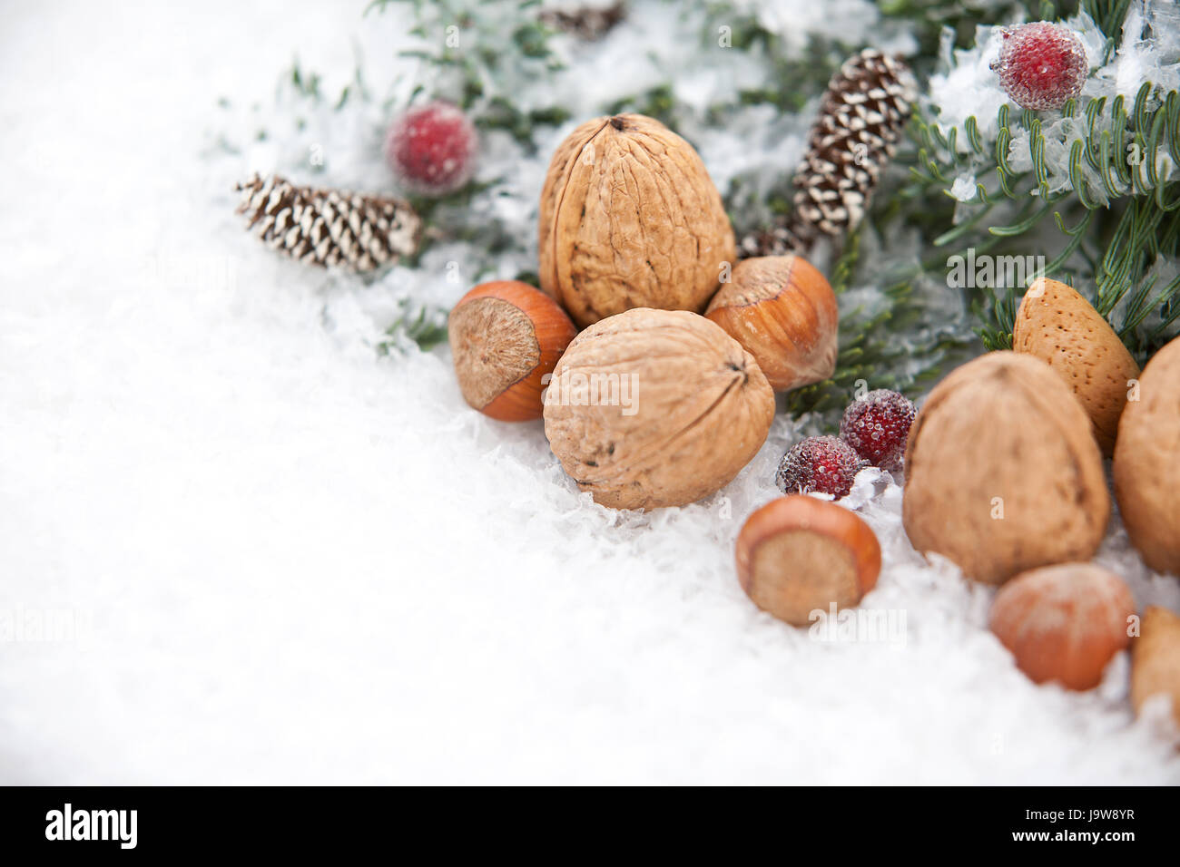 blue fir with snow and nuts Stock Photo