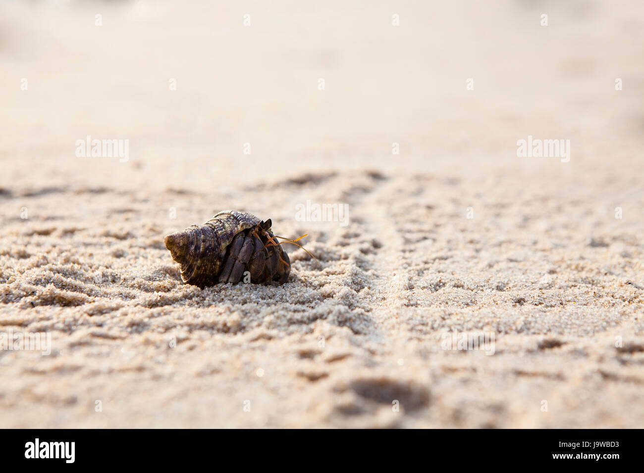Small hermit crab on the tropical island sand. Copy space,close up; Hermit crab on tropical