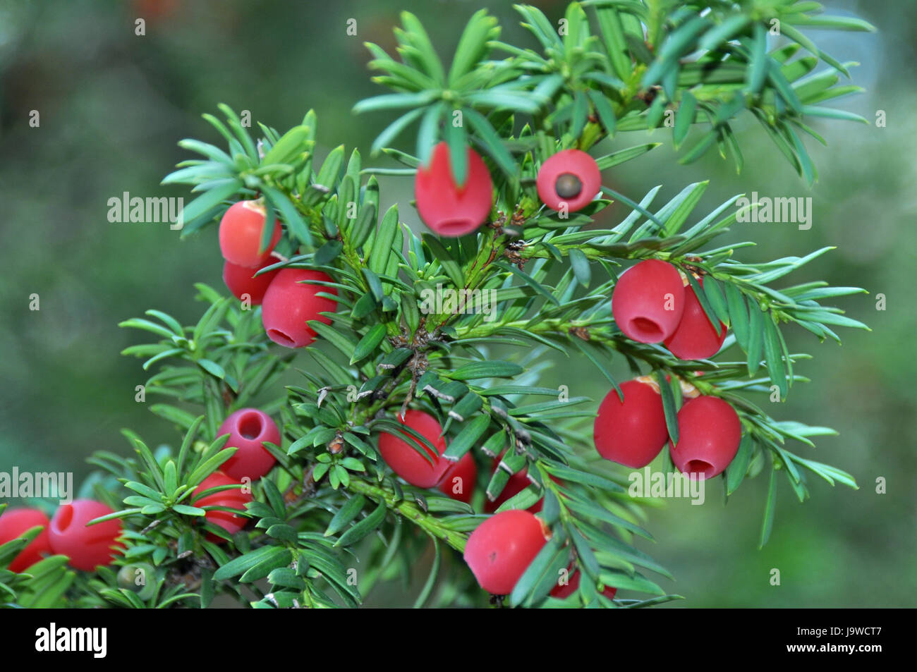progenies, fruits, fruit, sperm, yewtree, yew, tree, poison, toxic