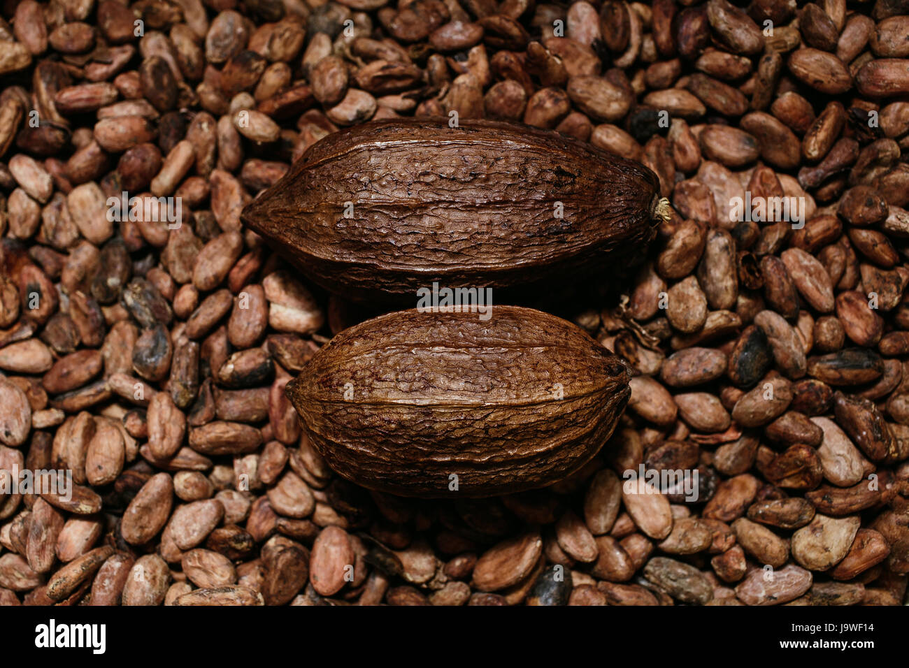 Artisan bio chocolate making, coca fruits and beans, source of theobromine Stock Photo Alamy