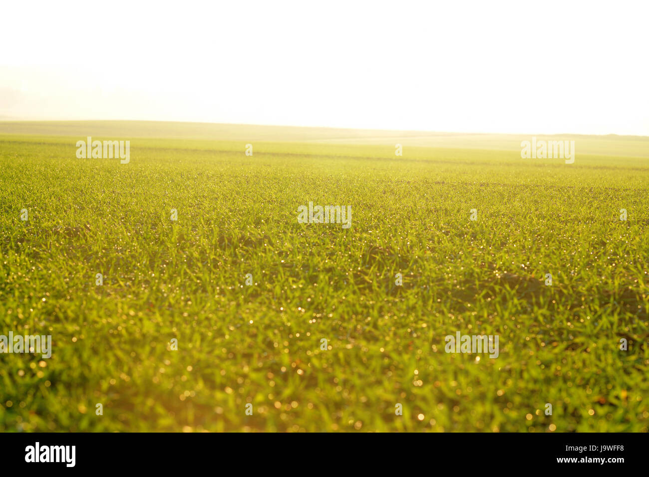 blue, environment, enviroment, colour, tree, trees, horizon, park ...